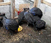 Guinea fowl for sale from Oyo