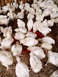 Chicken for sale from Oyo