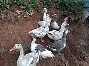 Geese for sale from Oyo