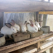 Rabbits for sale from Oyo