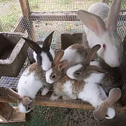 Rabbits for sale from Oyo
