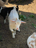 Boar goat for sale Oyo