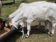 Cow for sale Oyo