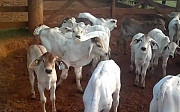 Cow for sale Oyo