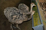 Ostrich for sale Oyo