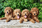 Beautiful Toy poodle puppies, Olympia