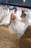 Chicken available from Oyo