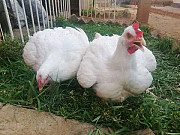 Chicken available from Oyo