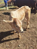 Cow for sale Ibadan