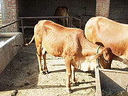 Cow for sale Ibadan
