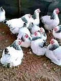 Brahma chicken for sale Ibadan