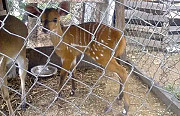 Antelope for sale Oyo