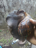 Snail for sale from Oyo