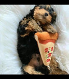 I have yorkie pups for sale at giveaway price... cutes lovely yorkie puppy And there very active an from Trenton