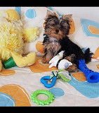 I have yorkie pups for sale at giveaway price... cutes lovely yorkie puppy And there very active an from Trenton
