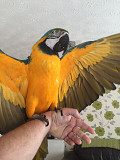 Pair of Blue and Gold Macaw Parrots for Adoption from Lincoln