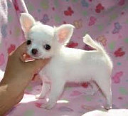 Beautiful Chihuahua puppies for good home from Florida Ridge