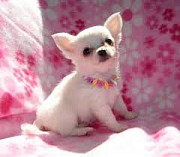 Beautiful Chihuahua puppies for good home from Florida Ridge