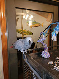 African Grey Parrots from Alabaster