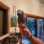 African Grey Parrots from Alabaster