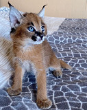 Caracal Kittens for Sale Lincoln