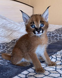 Caracal Kittens for Sale Lincoln