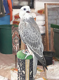 We have two top quality pure Peregrine falcons. Albany