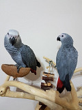 Talking African Grey Parrots Available Now For Adoption Phoenix