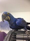 Hyacinth Parrots for sale Lincoln