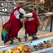 Adorable male and female Scarlet Macaw Parrots Lincoln
