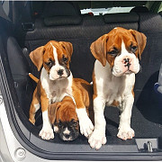 Boxer Puppies For Adoption from Saint Paul