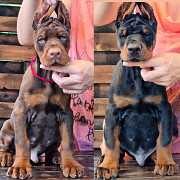 Doberman Pinscher Puppies Available for Adoption Lincoln