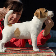 Jack Russell Terrier Puppies for Adoption from Lincoln
