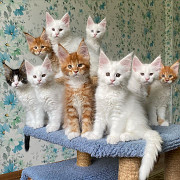 Maine Coon Kittens for sale from Lincoln