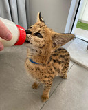 Adorable Serval Kittens for adoption from Lincoln