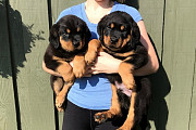 Rottweiler Puppies Available for sale from Lincoln