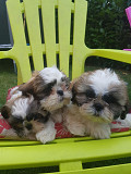 Shih Tzu Puppies for Adoption from Lincoln