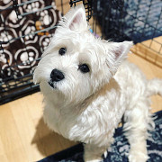West Highland Terrier Puppies for sale from Lincoln