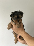 Yorkie Puppies for Adoption from Lincoln