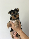 Yorkie Puppies for Adoption from Lincoln