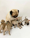 Pug Puppies For Sale from Lincoln