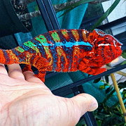 Panther Chameleon from Lincoln