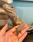 Rhinoceros Iguanas For New Owners from Lincoln
