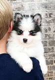 Pomsky Puppies Available from Lincoln