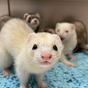 loving ferrets for Adoption from Lincoln