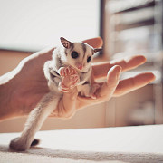 Sugar Gliders Male and Female for Sale from Olympia