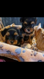 I have yorkie pups for sale at giveaway price... cutes lovely yorkie puppy And there very active from Temecula
