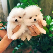 Gorgeous Male and Female pomeranain puppies from Fresno