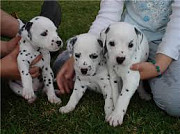 Dalmatian puppies for sale from Providence