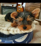 Selling cute Yorkie puppies at affordable prices from Port Arthur